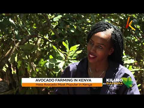 ⁣Kilimo na Biashara: Avocado Farming - Kenya | 5 Feb 2021