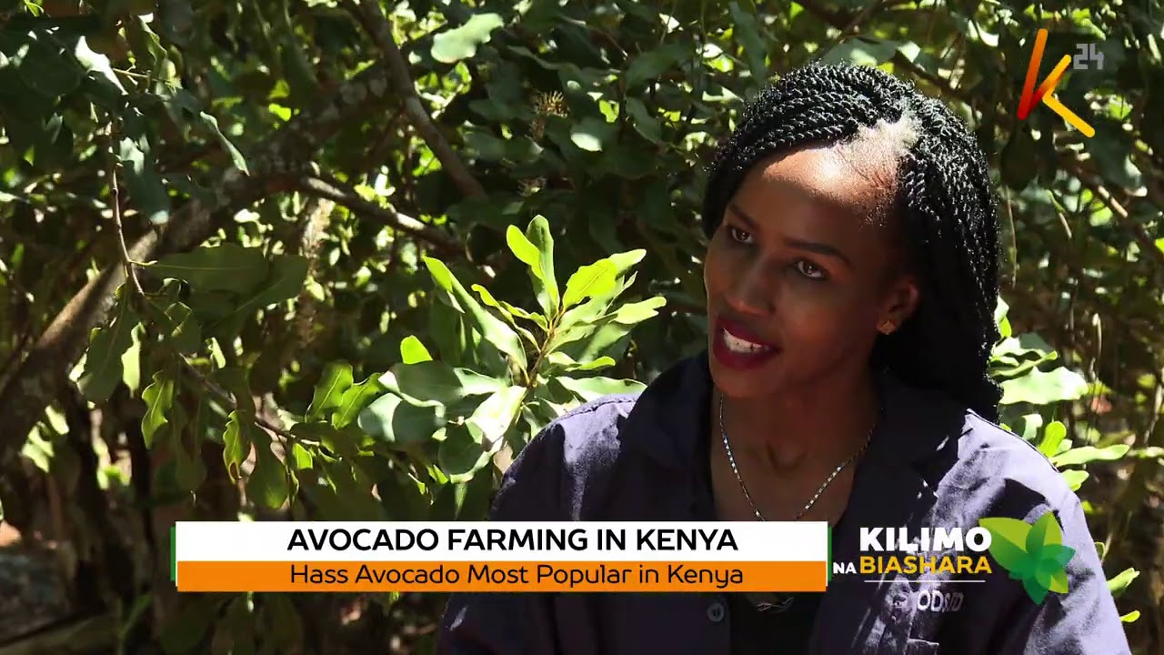 Kilimo na Biashara | Avocado Farming