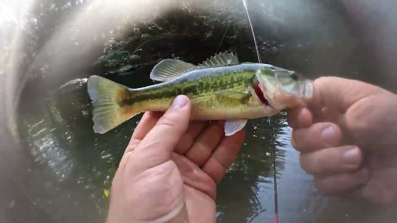 Ultralight fishing a tiny creek for whatever bites!