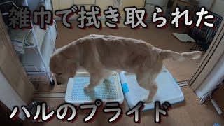 ルールにのっとっておしっこをしたにもかかわらず、飼い主にブツブツ言われご立腹のハル