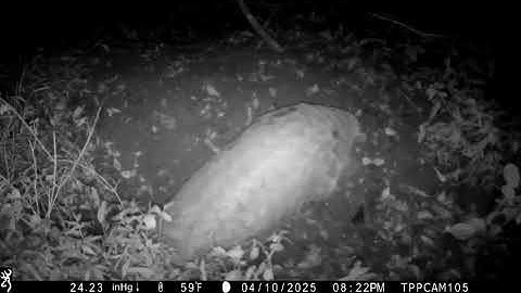 Saruni the Giant Pangolin recorded on a camera trap