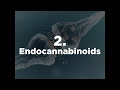 Learn about the Endocannabinoid Ststem (ECS) and understand more how CBD works within the body.

Read more about the Endocannabinoid System here: -

https://hopecbd.com/endocannabinoid-system-explained/
__________________________________________________________________

HopeCBD is the home of the best CBD oil in the UK. 

Derived from European Hemp, all of our products are independently lab tested, certified organic and are a great way to thank your ECS.

Order online here: https://hopecbd/com/shop

________________________________________________________________
Video Transcript

How your Endocannabinoid System works.

The human body wants to stay in balance, and it has many complex systems that work to keep that balance.

The Endocannabinoid System (ECS) is one of the systems that helps keep things just right.

The ECS is common throughout the animal kingdom, and has three main components.

1. Cannabinoid Receptors

These receptors sit on the outside of your cells and listen to the conditions outside of the cell.

They tell the cell what's going on and if something needs to be put back into balance.

2. Endocannabinoids 

Endocannabinoids are molecules that activate the receptors and give them information for the cell.

These molecules are like THC and CBD in that they activate these receptors, but the body makes them internally.

3. Metabolic Enzymes

These enzymes make sure that the endocannabinoids are destroyed after they've delivered their message.

These enzymes play a key role in making sure the ECS stays in balance. 

The Endocannabinoid System in action.

If there are two cells listening and the first gets too "loud" the second knows it is out of balance.

To tell the first one that it needs to balance out, the second will send it endocannabinoids.

The Receptors on the first cell will activate and communicate the message from endocannabinoids to the cell.

The cell starts making the changes needed as long as the endocannabinoids are in place on the receptors.

The metabolic enzymes will then come and remove the endocannabinoids when the cell is balanced again.

This process ensures that all the cells in your body are regulating how they function so they can stay balanced.

THC and CBD Interactions

The reason THC gets you "high" but your endocannabinoids don't is a simple one: The metabolic enzymes that destroy endocannabinoids, keeping things in balance, don't recognize THC.

Because THC lingers in the system, the cells receptors are activated longer. 

CBD inhibits the enzymes that break down endocannabinoids.

This changes how long the endocannabinoids are attached to the receptors communicating what's needed.

The ECS is crucial in keeping many systems of the body in balance.

Understanding how it works and how outside agents interact with it is an ongoing process.

Have you thanked your ECS today?
________________________________________________________________
