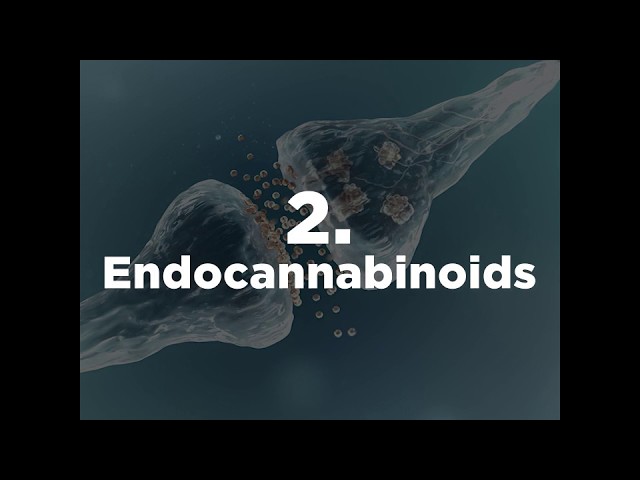 The Endocannabinoid System Explained.