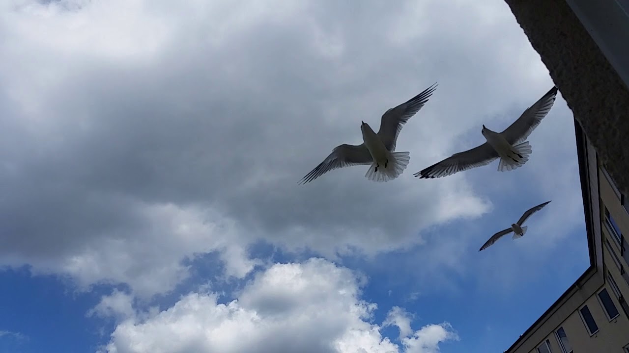 Lots of flocking birds outside the house - YouTube