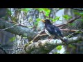 クロツグミ(1)さえずり - Japanese Grey Thrush - Wild Bird - 野鳥 動画図鑑