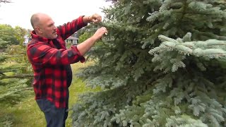 Here's what you should and shouldn't prune in your garden