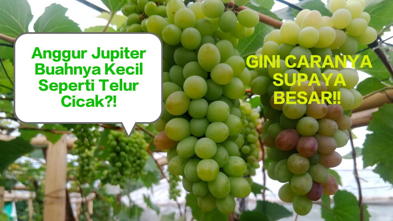 ANGGUR JUPITER BUAHNYA HANYA SETELUR CICAK‼️Agar buahnya besar caranya bagaimana⁉️