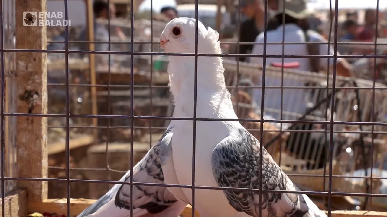 سوق الحمام مصدر رزق للكثير من الناس في معرة مصرين