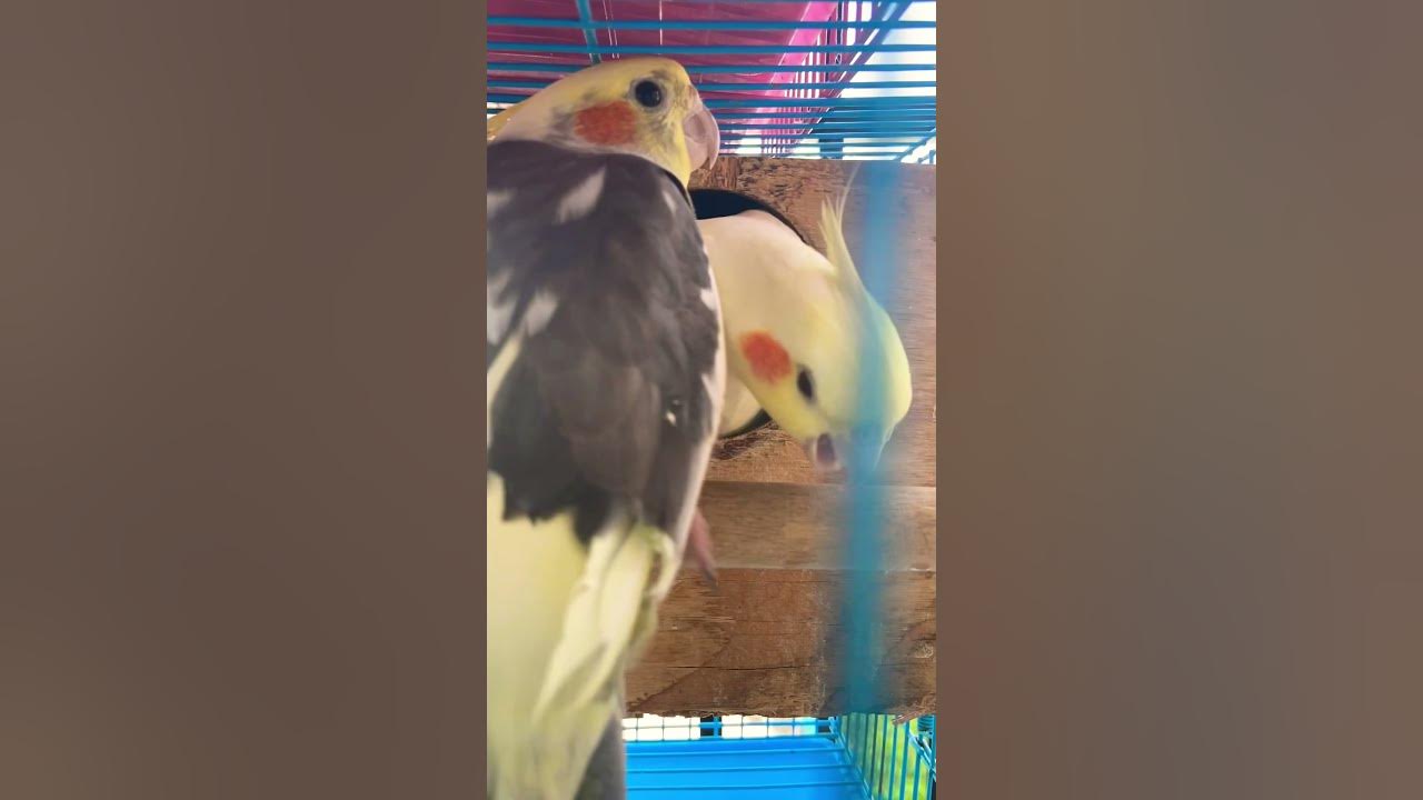 Cockatiel Singing If You Re Happy And You Know It Training Cockatiel to sing if you’re happy & you know song #b4birds #