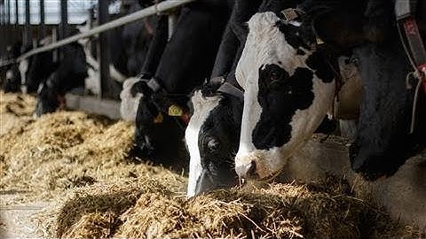 The Robots That Milk Cows