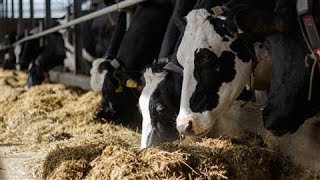 The Robots That Milk Cows