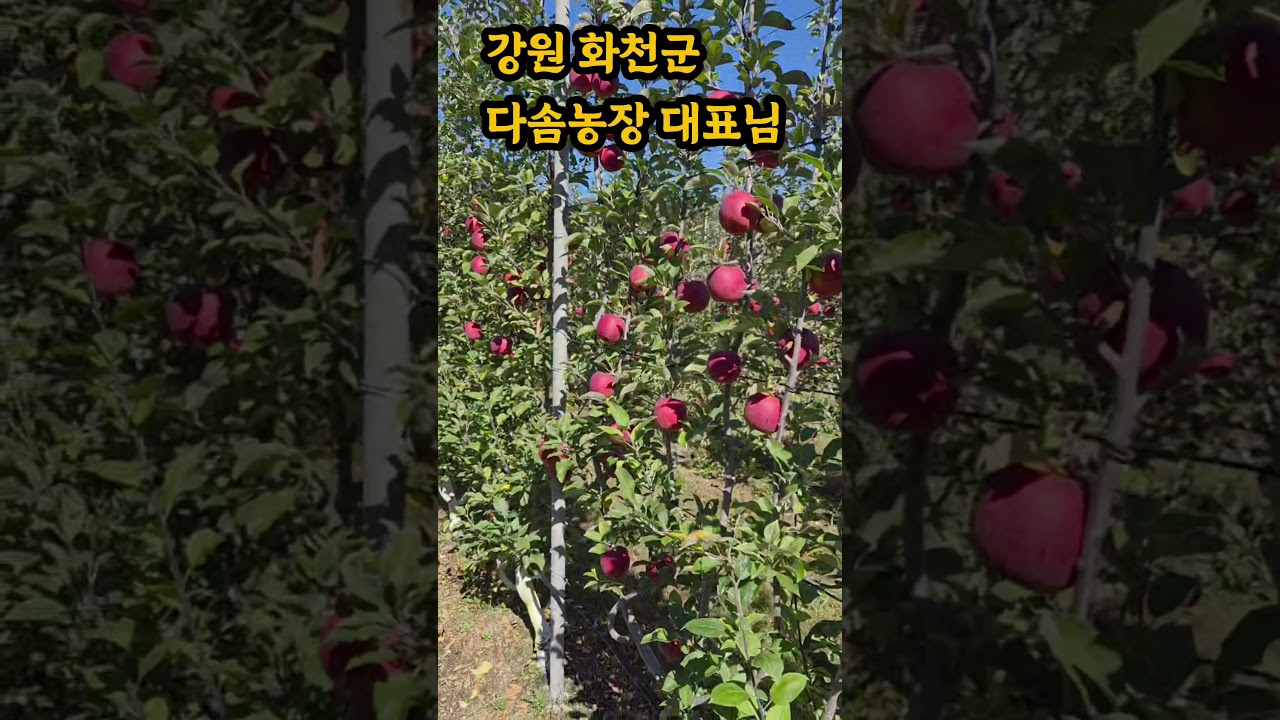 강원도 화천군 다솜농장 멋진 사과들