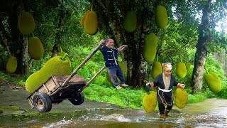 Dwarf Family’s Amazing Giant Jackfruit Harvest - Pulling Cart Full of Fruits to Market