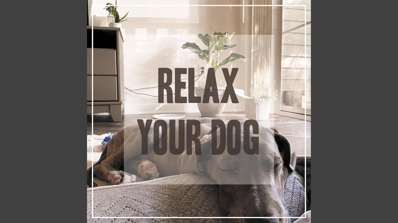 Relax My Dog YouTube