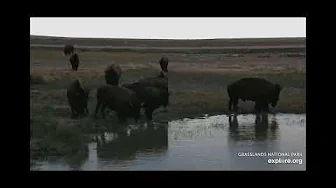 Bison enjoying the watering hole - explore.org - Grasslands National Park
