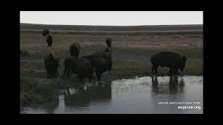 Bison enjoying the watering hole - explore.org - Grasslands National Park 