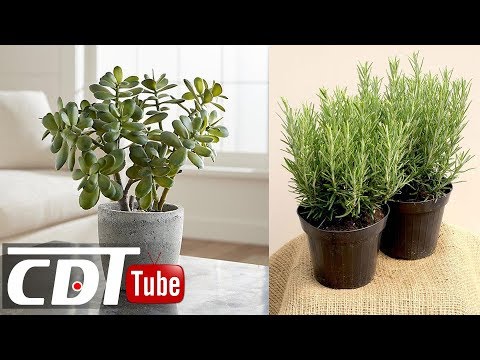 Vidéo: Quelles Plantes D'intérieur Ont Un Effet Positif Sur La Santé ?