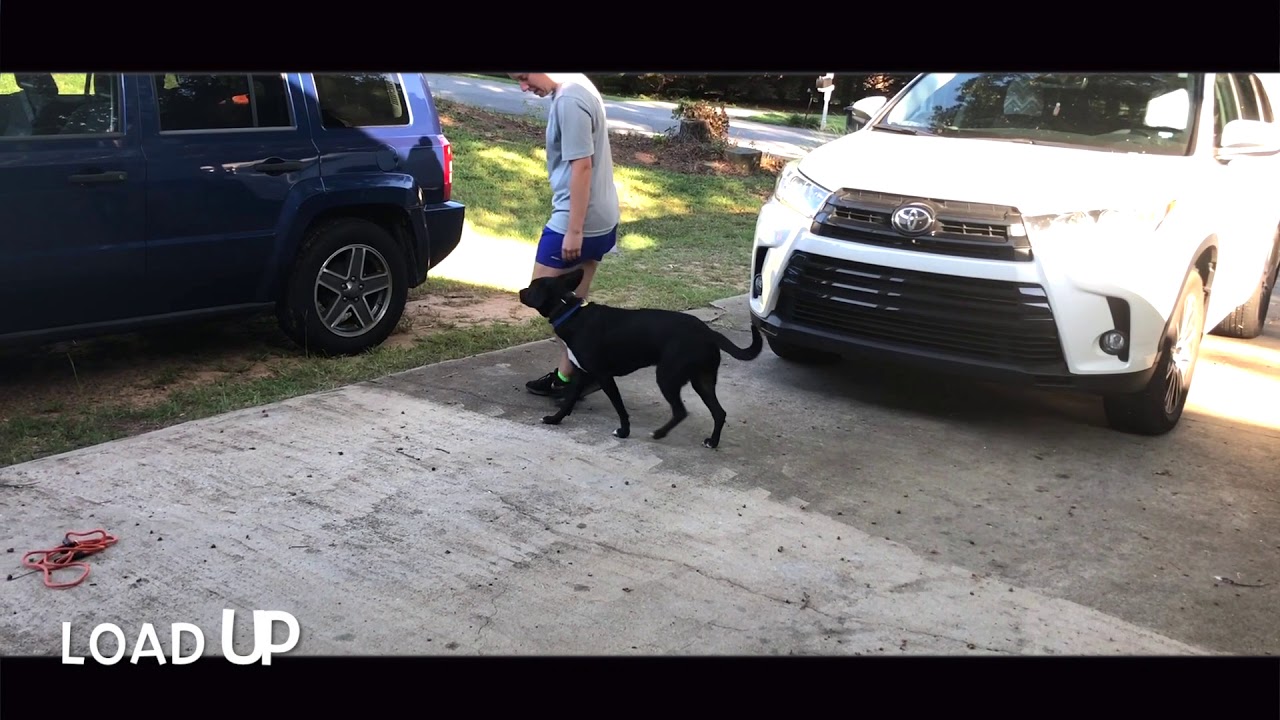 1 Yr Old Lab Mix, Max | Best Dog Trainers Greenville | Greenville Dog Trainers pets bd
