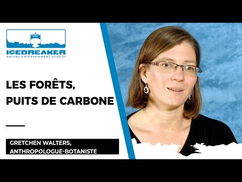 Vidéo: Les forêts sont-elles des puits de carbone ?