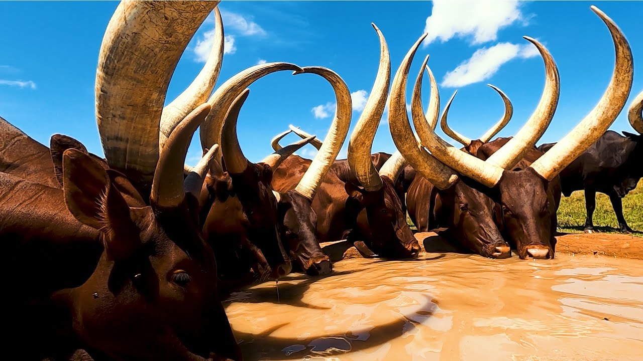 Longhorn Ankole Cows The Cattle Of Kings YouTube longhorn-ankole-cows-the-cattle-of-kings-youtube