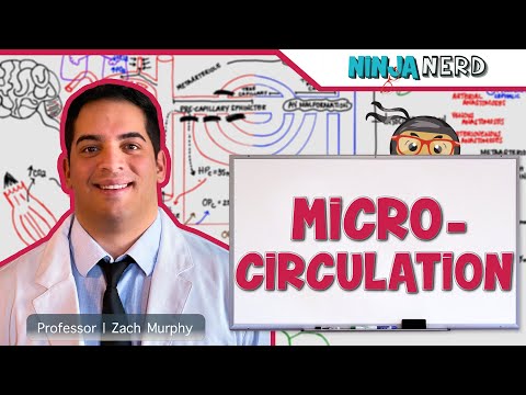 Cardiovascular | Microcirculation