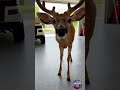 ​"The local wildlife has no boundaries."#wildlife #reels #deer #subscribe #funny #care #love #comedy
