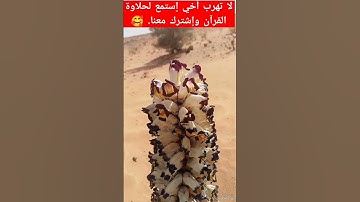 هاوي الخرجات الصحراوية قناة 2 🥰 القارئ العملاق الشيخ محمد الليثي رحمه الله مقطع رائع لا يوصف