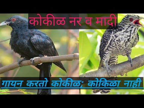 Asian Koel कोकीळ कुऊ..कुऊ..कुऊ..!