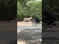 donkey Raja funny video#donkeyvideo#shortvideo