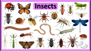 Insects || Insect Videos || Insect Videos for Kids || #preschoollearning #lkg #ukg