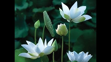 Nhạc tập Pháp luân công - Bài công pháp số 5 - 30 phút - Không lồng tiếng Việt