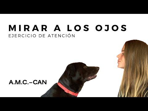 Video: Cómo enseñar a un perro a hacer contacto visual