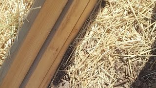Update On The Ant Hills