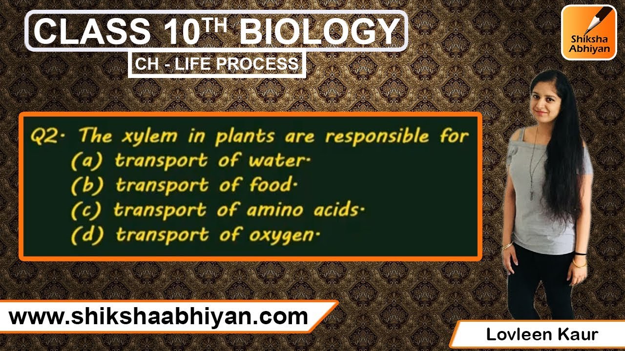 Q2 The Xylem In Plants Are Responsible For: