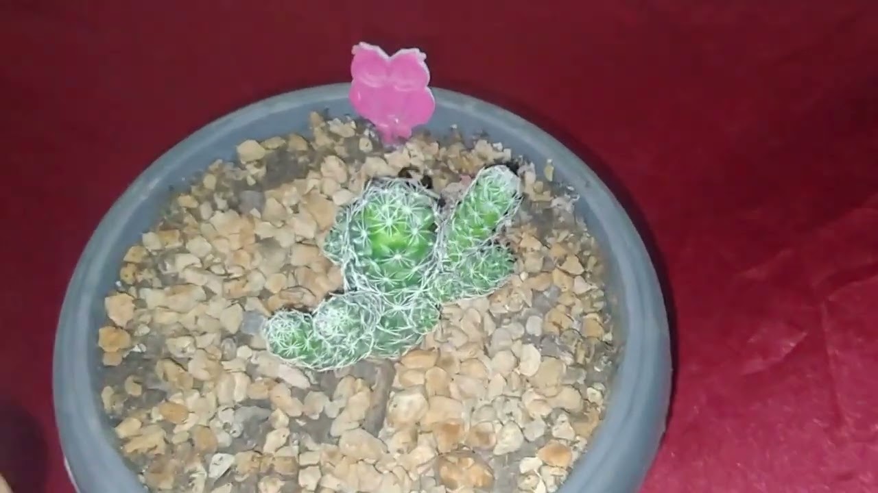 BU KAKTÜSÜN ADINI DAHA ÖNCE DUYDUNUZ MU?