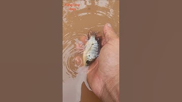 Anh nông dân cứu con cá nhỏ mắc cạn sau bão