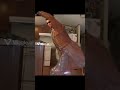 Не надо говорить про посрал 3 говно #postaldude#mem
