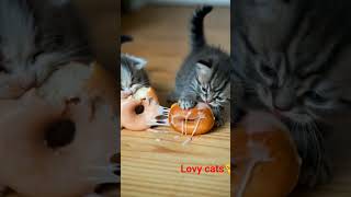 #lovycatsvideos #funnyvideo #cutecatreel