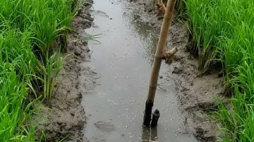 Cắm câu cá lóc dính luôn rắn