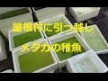 光メダカ透明燐の稚魚たち500匹めだか　冬支度で屋根付に住居移転　今から来年まで大きくなりません楊貴妃killifish