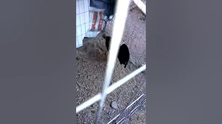 Gallo perry hatch