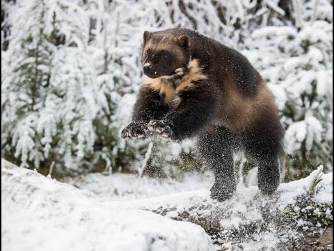 Тайная жизнь росомахи-The Secret Life of Wolverine