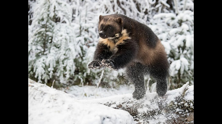 Тайная жизнь росомахи-The Secret Life of Wolverine