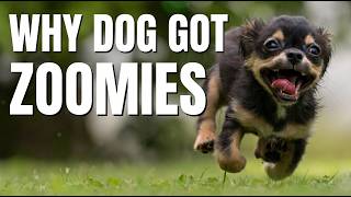 Scientists Finally Explained Why Dogs Get the Zoomies