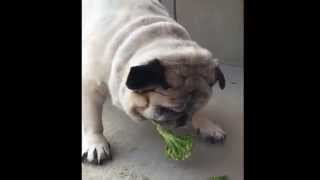 Pug Loves Broccoli