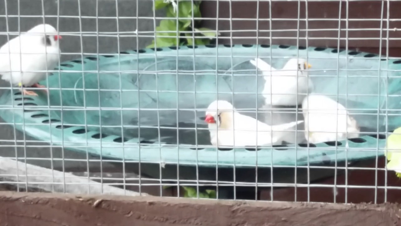 How my Zebra Finches bath YouTube