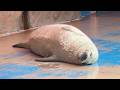 Japan’s Mochi-Like Baby Seal🦭 Luxury Ocean-View Getaway!🌊