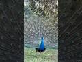 Indian peafowl. #peacock #birdsounds #birdspecies