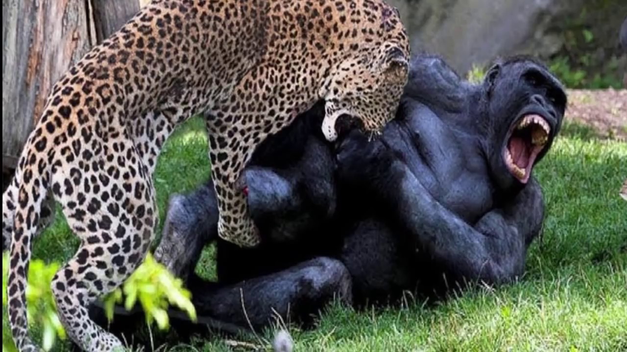 Битва животных в природе видео. Кенгуру против гориллы. Тигр против гориллы. Обезьяна и леопард. Горилла и леопард.