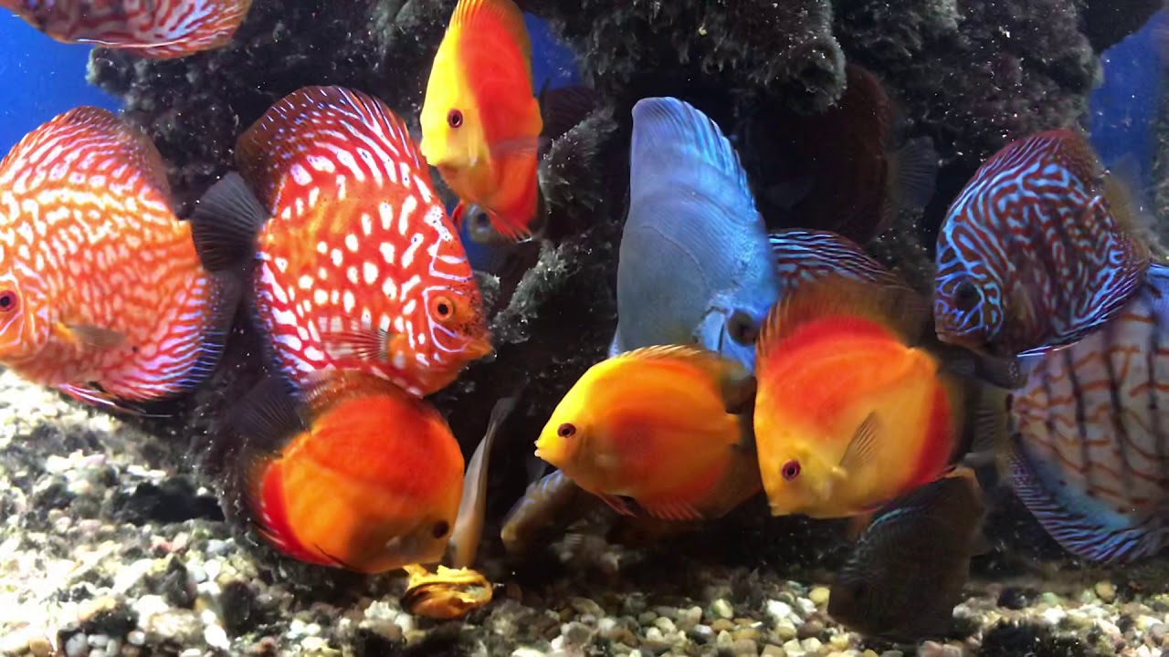 camera iphone 8 plus apk Discus fish sales